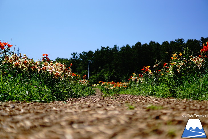 北海道最大級、213万輪のゆりの花！『オーンズ春香山ゆり園』